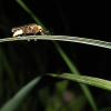 Fireflies are nature’s fireworks — July Nature Almanac